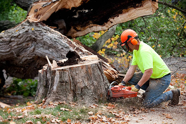 Best Tree and Shrub Care  in Palos Hls, IL