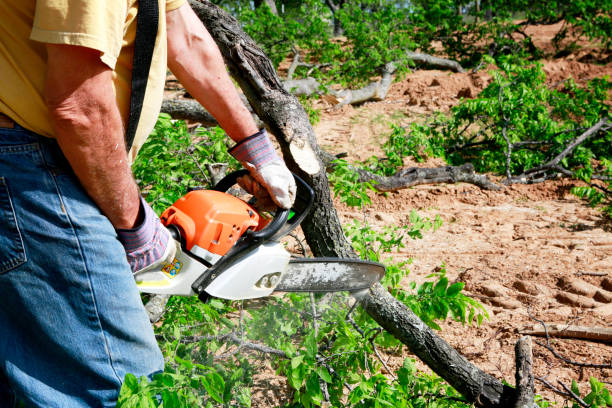 Best Lawn Renovation and Restoration  in Palos Hls, IL